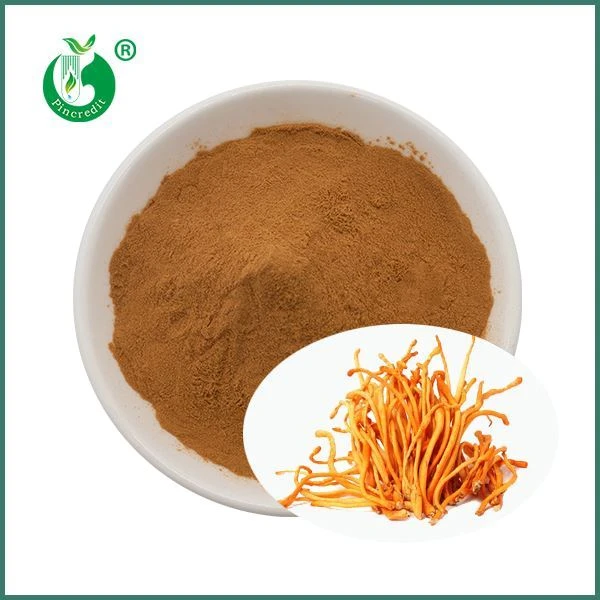 Cordyceps Militaris Extraktpulver