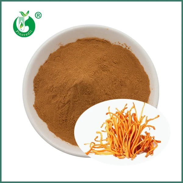 Cordyceps Militaris Extraktpulver